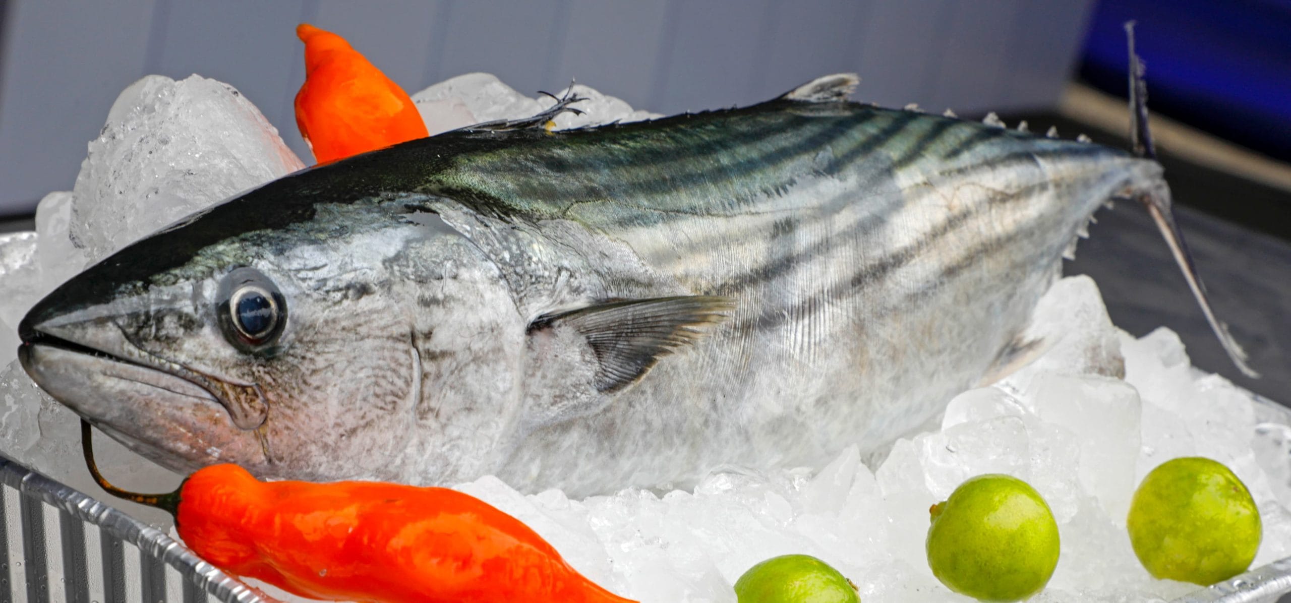 pescado bonito