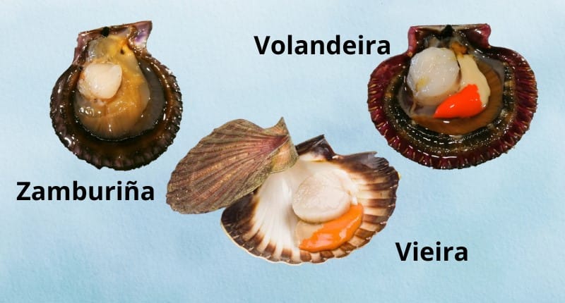 Diferencia entre zamburiñas y vieiras