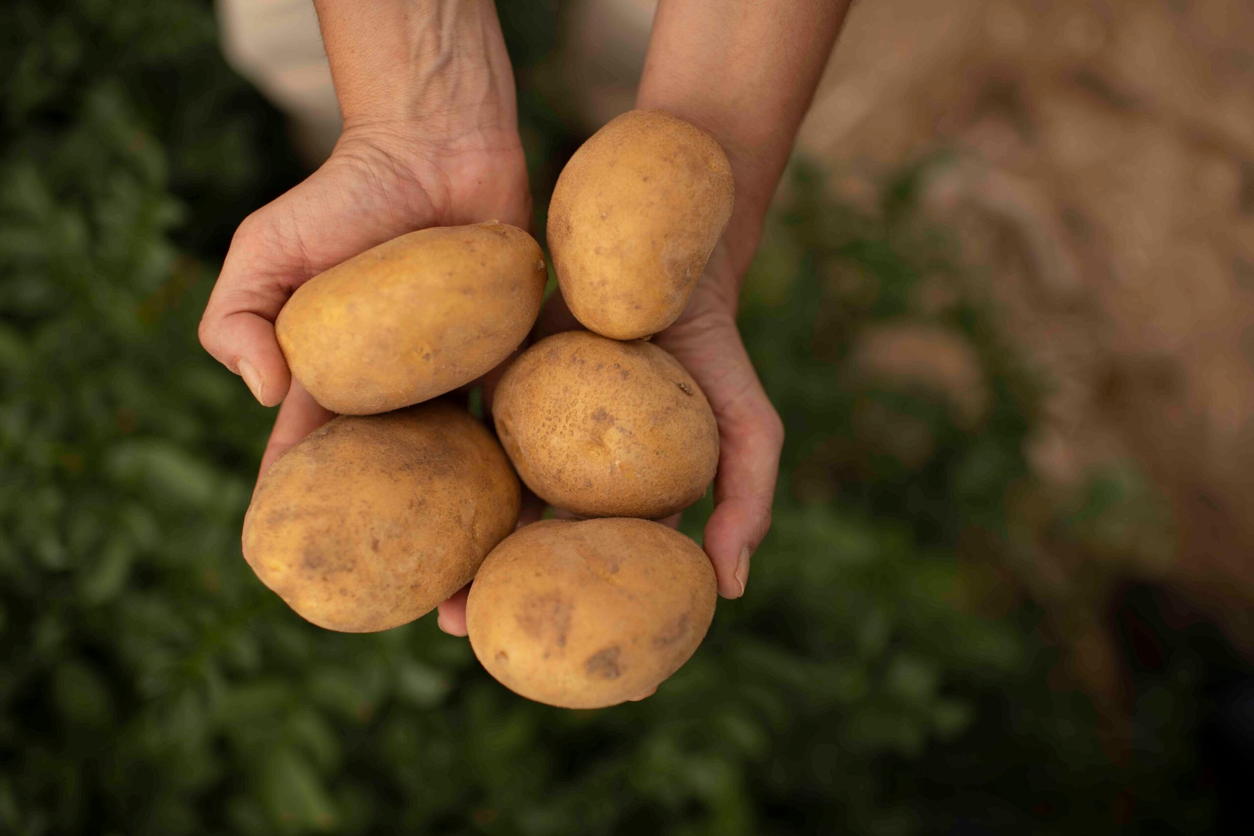Las patatas tienen gluten