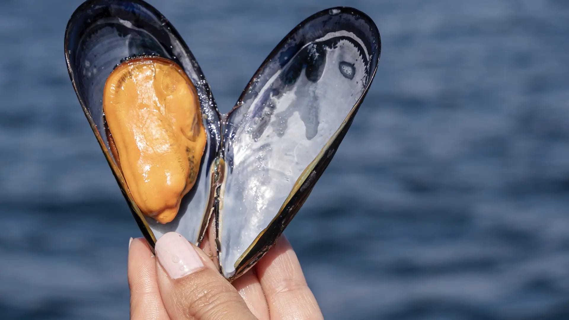 Mejillones y hierro