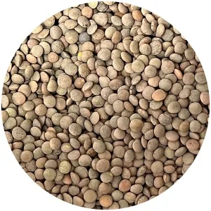 Lenteja pardina a granel