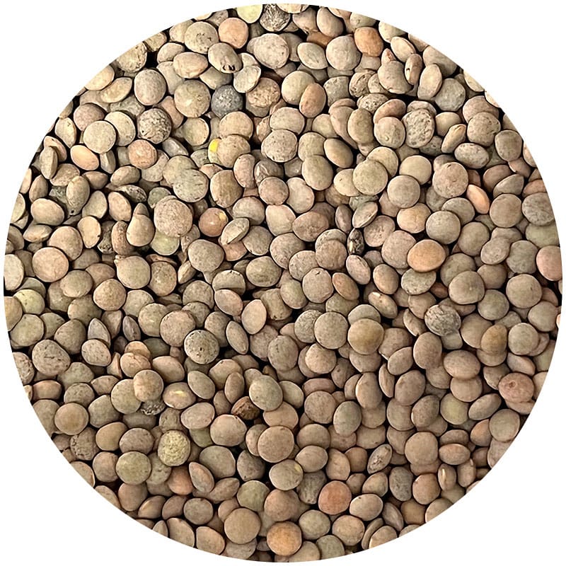 Lenteja pardina a granel