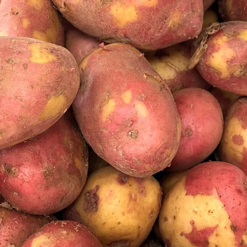 Patata Rudolph de calidad | El Almacén de Predicadores
